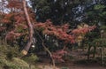 Autumn mapple tree with curve trunk in the Rikugien Garden of Tokyo Royalty Free Stock Photo