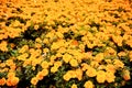 Autumn marigolds background