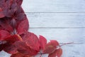 Autumn maroon leaves on white wooden background