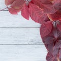 Autumn maroon leaves on white wooden square background