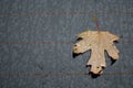 Autumn marple leaf on rainy gray surface Royalty Free Stock Photo