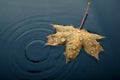 Autumn marple leaf on rippled water surface. Top view Royalty Free Stock Photo