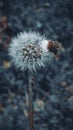 The old dandelion drops its last flower petals Royalty Free Stock Photo