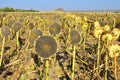 Mature sunflower seeds