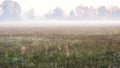 An autumn meadow covered with a cobweb, dew and fog. Royalty Free Stock Photo