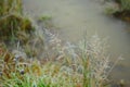 Autumn meadow grass, covered with frost, on the background of a blurred background frozen pond