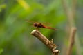 An autumn meadow hawk dragonfly