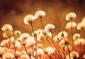 Autumn meadow plants during sunset. Shallow depth of field. Tone