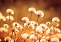 Autumn meadow plants during sunset. Shallow depth of field. Tone