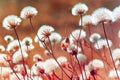 Autumn meadow plants during sunset (soft focus)