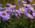 Meadow of purple flowers daisies chrysanthemums Royalty Free Stock Photo