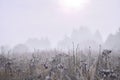 Autumn meadow at sunrise against the background of trees in a foggy haze. Background Royalty Free Stock Photo