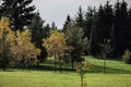 Autumn Meadow with Young Trees and Pine Forest Royalty Free Stock Photo