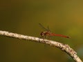 Autumn Meadowhawk Dragonfly Royalty Free Stock Photo