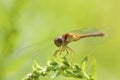 Autumn Meadowhawk Female   846789 Royalty Free Stock Photo