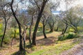 Autumn Mediterranean landscape. Olive trees on mountainside on sunny day. Montenegro