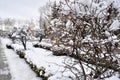 Autumn meets winter. Lonly orange leaf Royalty Free Stock Photo