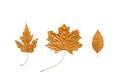 Autumn metallic gold copper leaves set isolated on white. Differ