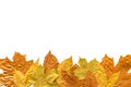 Autumn metallic gold copper silver leaves isolated on white. Different fall metallic paint leaves border frame on white