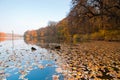 Autumn midday forest and lake landscape, leaves of maple, oak, hornbeam, linden lie on water surface, autumn background photo Royalty Free Stock Photo