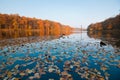 Autumn midday landscape with forest and lake, yellow and red leaves on water surface, seasonal background photo Royalty Free Stock Photo