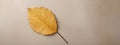 Autumn minimal image with autumn yellow alder leaf with natural texture on gray beige background, copyspace. Fall aesthetic photog