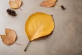 Autumn minimal image with autumn yellow alder leaf with natural texture on gray beige background, copyspace. Fall aesthetic photog