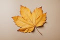 Autumn minimal image with autumn yellow alder leaf with natural texture on gray beige background, copyspace. Fall aesthetic photog