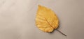 Autumn minimal image with autumn yellow alder leaf with natural texture on gray beige background, copyspace. Fall aesthetic photog