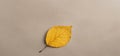 Autumn minimal image with autumn yellow alder leaf with natural texture on gray beige background, copyspace. Fall aesthetic photog