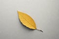 Autumn minimal image with autumn yellow alder leaf with natural texture on gray beige background, copyspace. Fall aesthetic photog