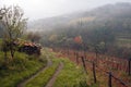 Autumn mist in Alpine vineyard