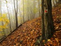 Autumn mist in leave forest. Bended beech and maples trees with less leaves under fog. Rainy day. Royalty Free Stock Photo