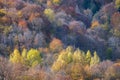 Autumn colors enveloped the forests of the Romanian Carpathians