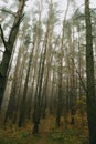 Foggy autumn forest. Tree trunks, fallen leaves.