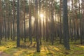 An autumn, misty morning in a tall pine forest. Royalty Free Stock Photo