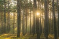 An autumn, misty morning in a tall pine forest. Royalty Free Stock Photo