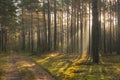 An autumn, misty morning in a tall pine forest. Royalty Free Stock Photo