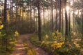 An autumn, misty morning in a tall pine forest. Royalty Free Stock Photo