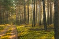 An autumn, misty morning in a tall pine forest. Royalty Free Stock Photo