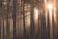 An autumn, misty morning in a tall pine forest. Royalty Free Stock Photo