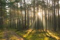 An autumn, misty morning in a tall pine forest. Royalty Free Stock Photo