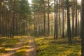 An autumn, misty morning in a tall pine forest. Royalty Free Stock Photo