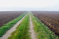 Autumn misty road in plowed farm field Royalty Free Stock Photo