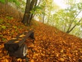 The autumn misty and sunny daybreak at beech forest, old abandoned bench below trees. Fog between beech branches. Royalty Free Stock Photo