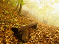 The autumn misty and sunny daybreak at beech forest, old abandoned bench below trees. Fog between beech branches without leaves. Royalty Free Stock Photo