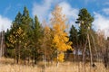 autumn mixed forest in clear weather against the blue sky