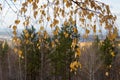 autumn mixed forest in clear weather against the blue sky