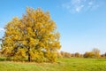 autumn mixed forest of oaks lake Royalty Free Stock Photo