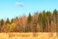 Autumn mixed forest with tall trees, birches, yellow foliage and withered grass on a sunny clear day.